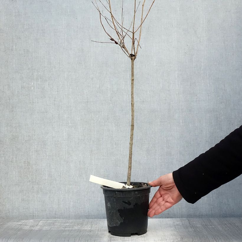 Esemplare di Cephalanthus occidentalis Vaso da 3L/4L come consegnato in autunno