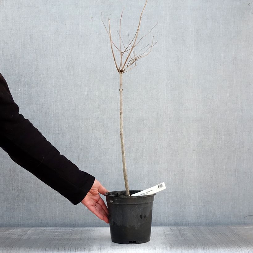Cephalanthus occidentalis - Bois-bouton Pot de 3L sur tige esemplare consegnato in inverno