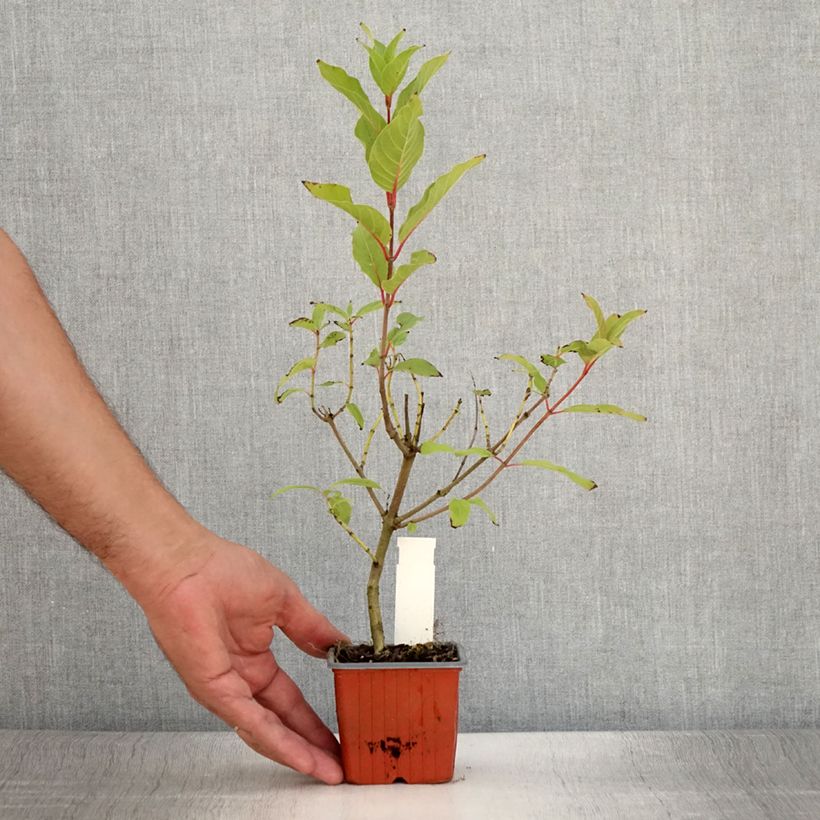 Esemplare di Cephalanthus occidentalis Moonlight Fantasy Vasetto da 8/9 cm consegnato in estate