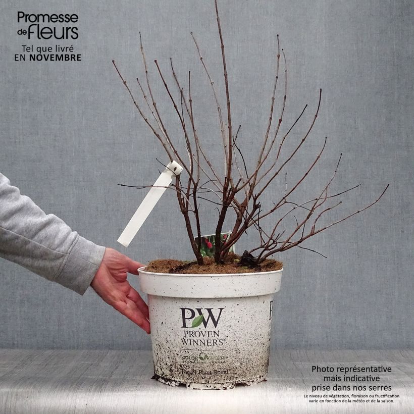 Esemplare di Cephalanthus occidentalis Sugar Shack Vaso da 7,5L/10L come consegnato in autunno