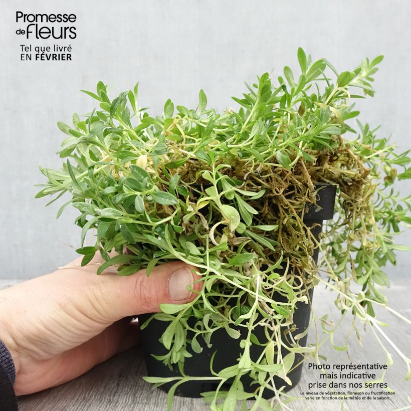 Cerastium tomentosum var. columnae - Peverina tomentosa Vaso da 2L/3L esemplare consegnato in inverno