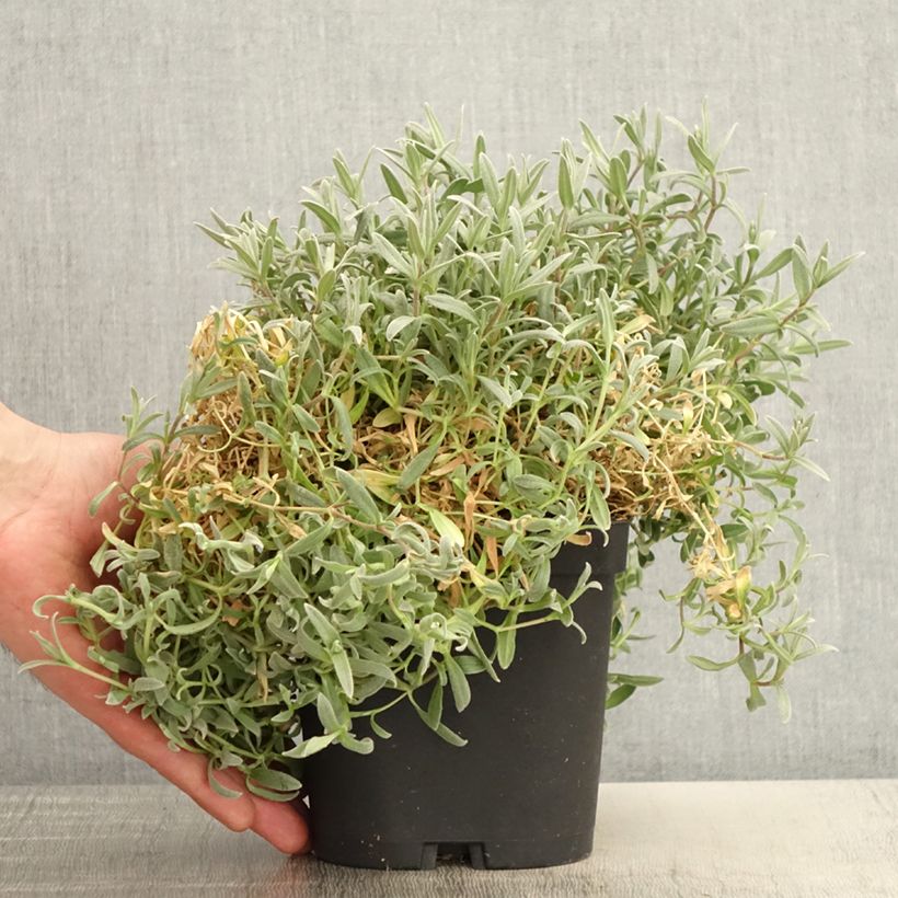 Cerastium tomentosum var. columnae - Peverina tomentosa Vaso da 2L/3L esemplare consegnato in primavera