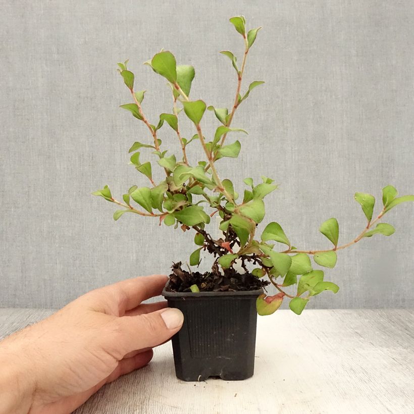 Esemplare di Ceratostigma griffithii Vasetto da 8/9 cm consegnato in estate