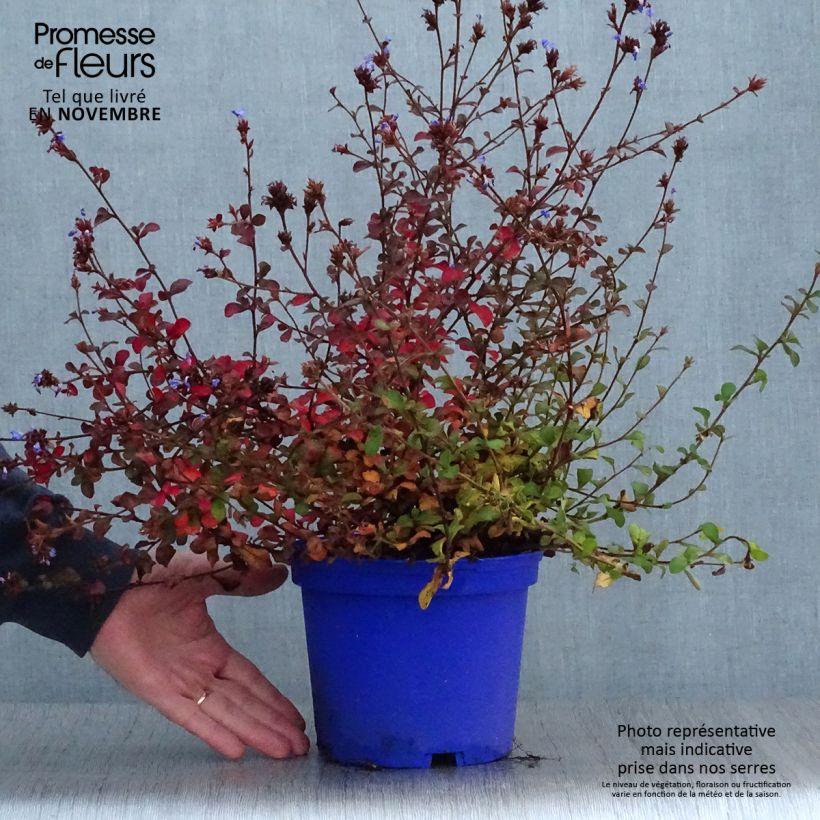 Esemplare di Ceratostigma griffithii Vaso da 2L/3L come consegnato in autunno