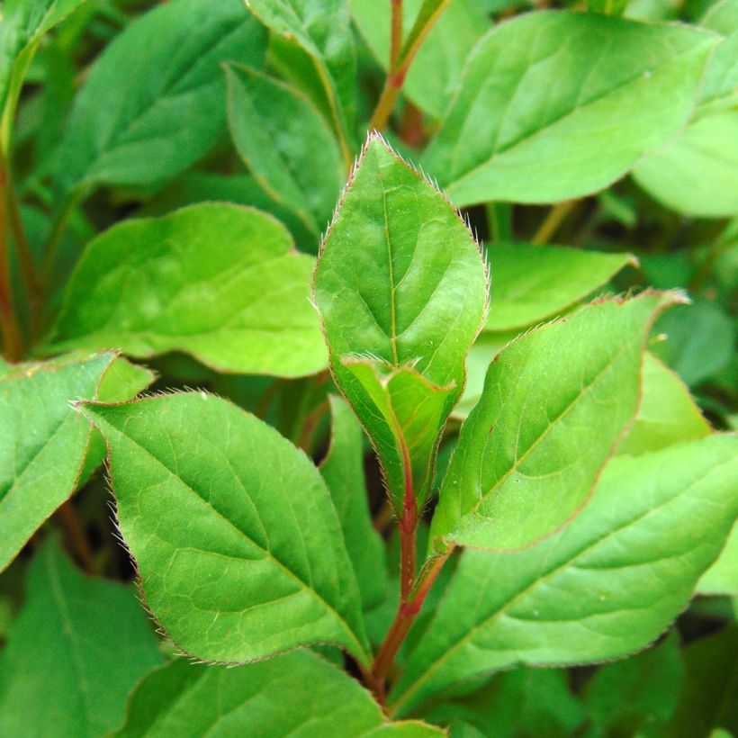 Ceratostigma plumbaginoides - Plumbago blu (Fogliame)