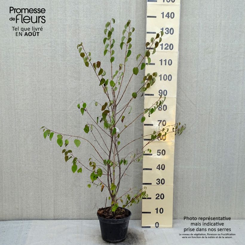 Esemplare di Cercidiphyllum japonicum Glowball - Albero del caramello Vaso da 4L/5L consegnato in estate