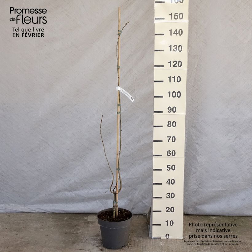 Cercidiphyllum japonicum Pendulum - Albero del caramello Vaso da 4L/5L esemplare consegnato in inverno