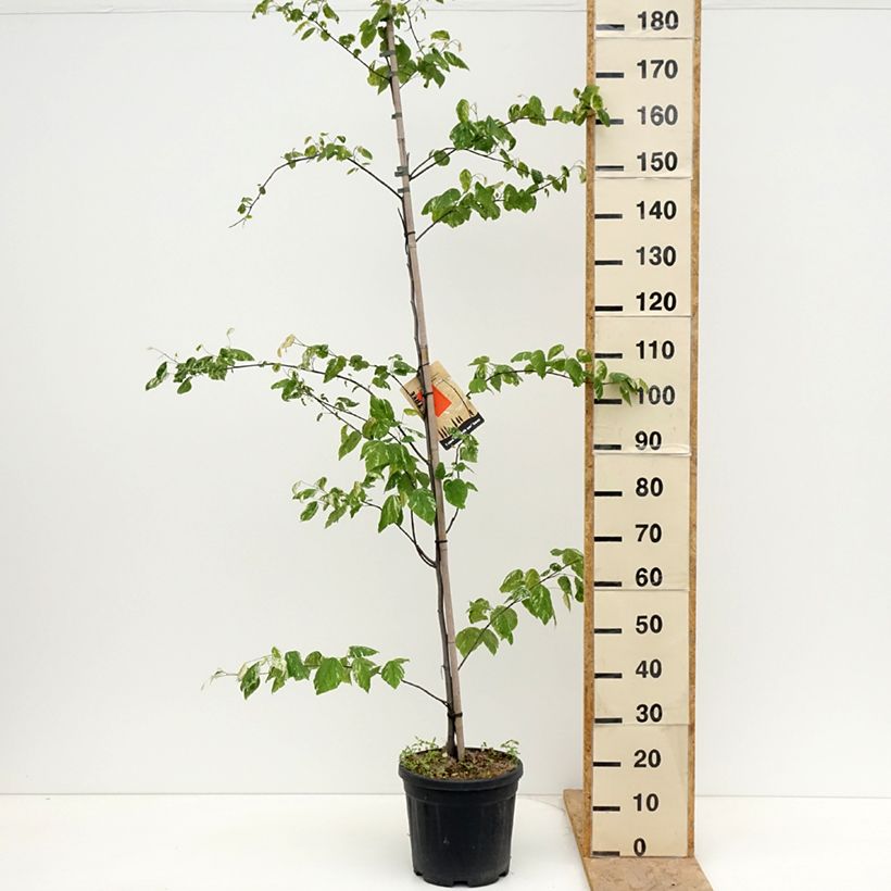 Cercis canadensis Alley Cat - Albero di Giuda Vaso da 7,5L/10L esemplare consegnato in primavera