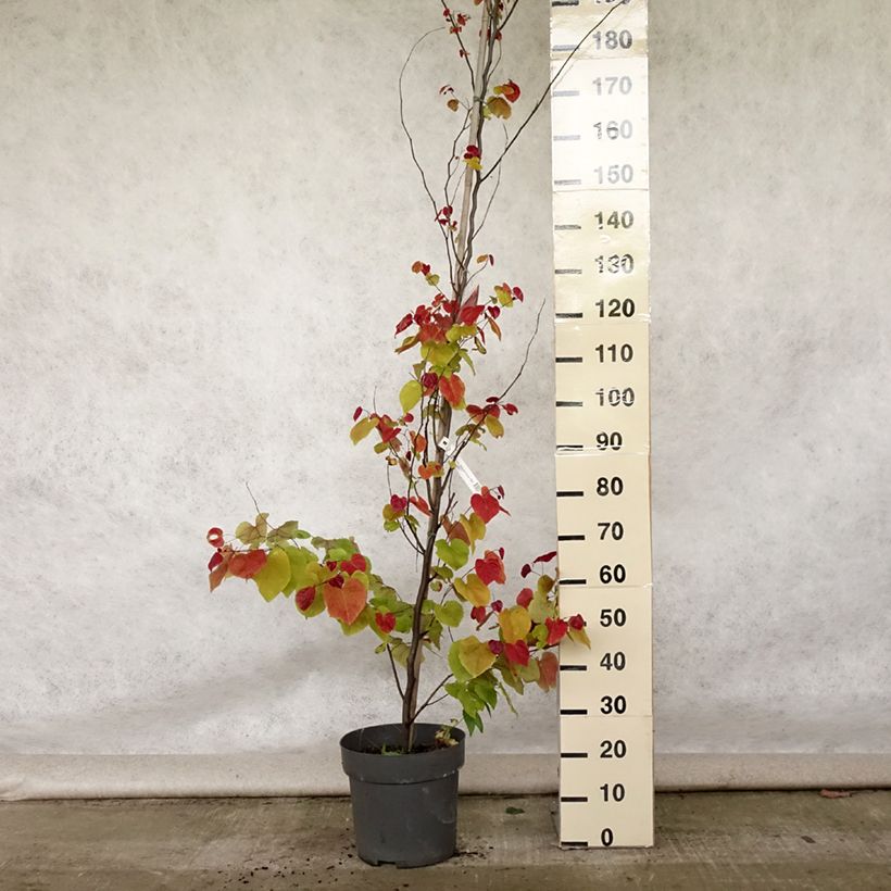 Esemplare di Cercis canadensis Eternal Flame - Albero di Giuda Vaso da 12L/15L consegnato in estate