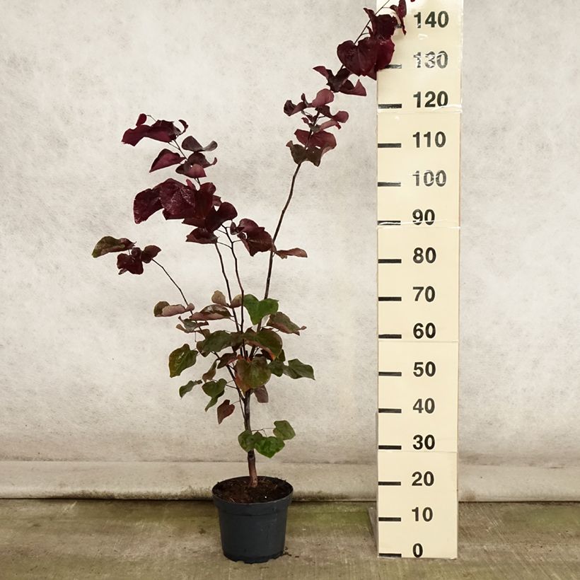 Esemplare di Cercis canadensis Forest Pansy - Albero di Giuda Vaso da 4L/5L consegnato in estate