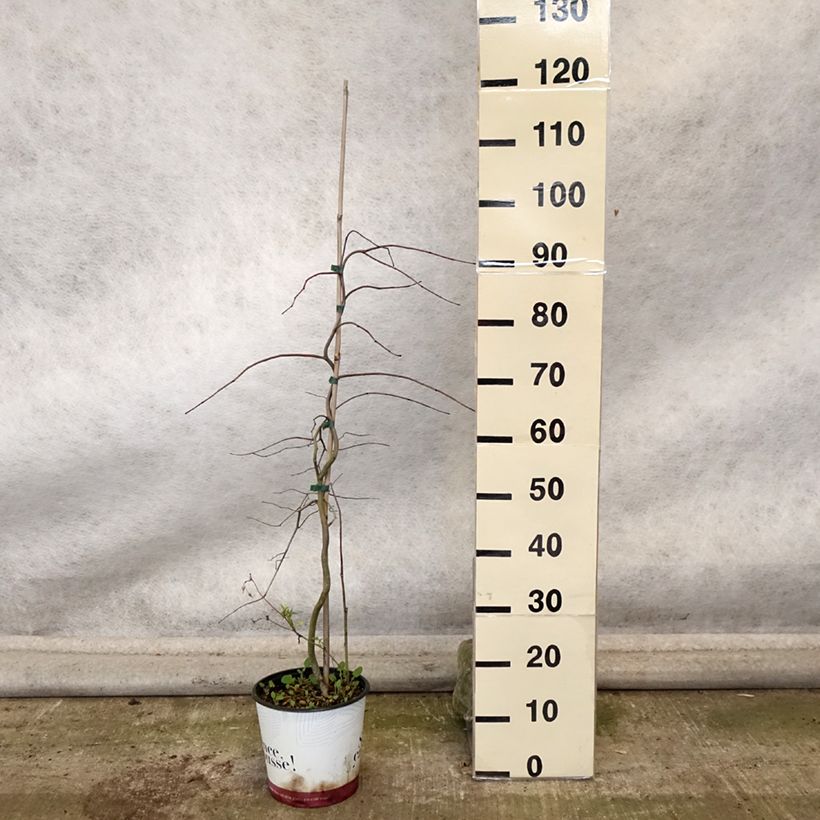Esemplare di Cercis canadensis Golden Falls - Albero di Giuda Vaso da 4L/5L come consegnato in autunno