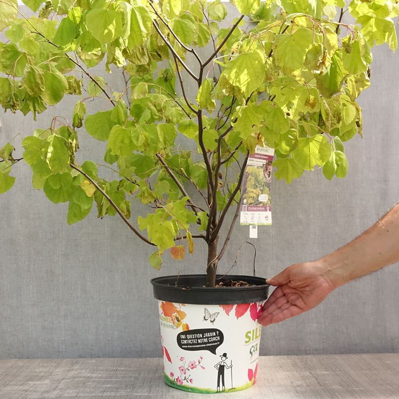 Esemplare di Cercis canadensis Heart of Gold - Albero di Giuda Vaso da 7,5L/10L consegnato in estate