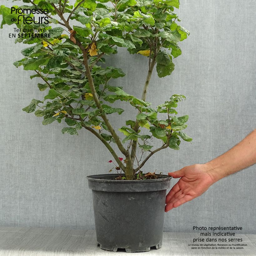Esemplare di Cercis canadensis Little Woody - Albero di Giuda Vaso da 6L/7L consegnato in estate