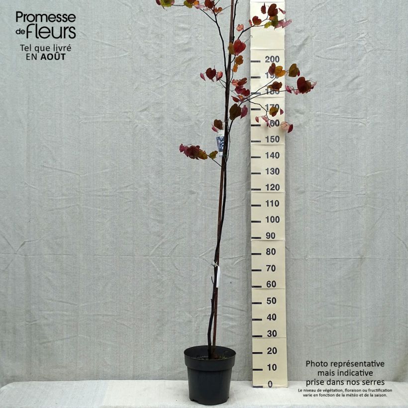 Esemplare di Cercis canadensis var. texensis Merlot - Albero di Giuda Vaso da 6L/7L consegnato in estate