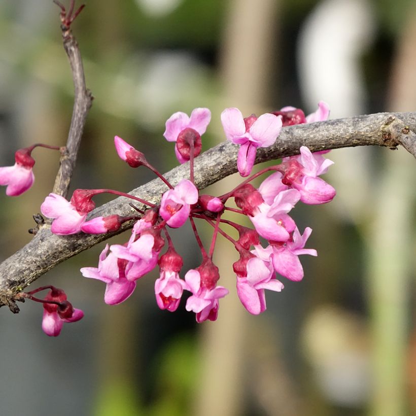 Cercis canadensis Ruby Falls - Albero di Giuda (Fioritura)