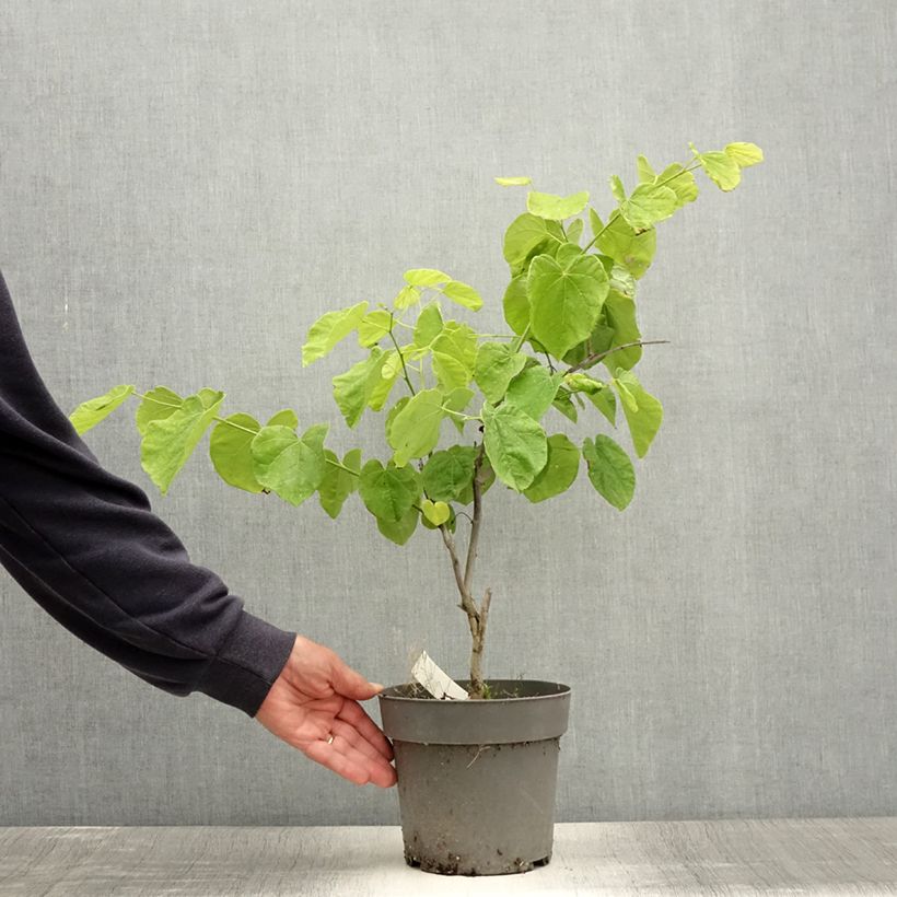 Esemplare di Cercis canadensis Texas White - Albero di Giuda Vaso da 4L/5L consegnato in estate