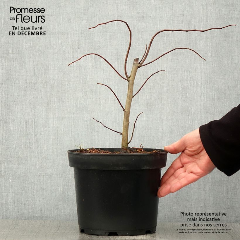 Esemplare di Cercis canadensis The Rising Sun - Albero di Giuda Vaso da 2L/3L come consegnato in autunno