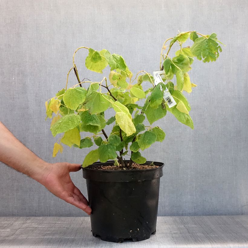 Esemplare di Cercis canadensis The Rising Sun - Albero di Giuda Vaso da 6L/7L consegnato in estate
