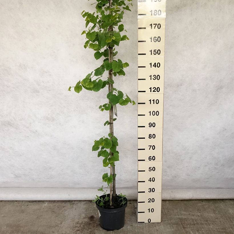 Esemplare di Cercis canadensis Vanilla Twist - Albero di Giuda Vaso da 7,5L/10L consegnato in estate