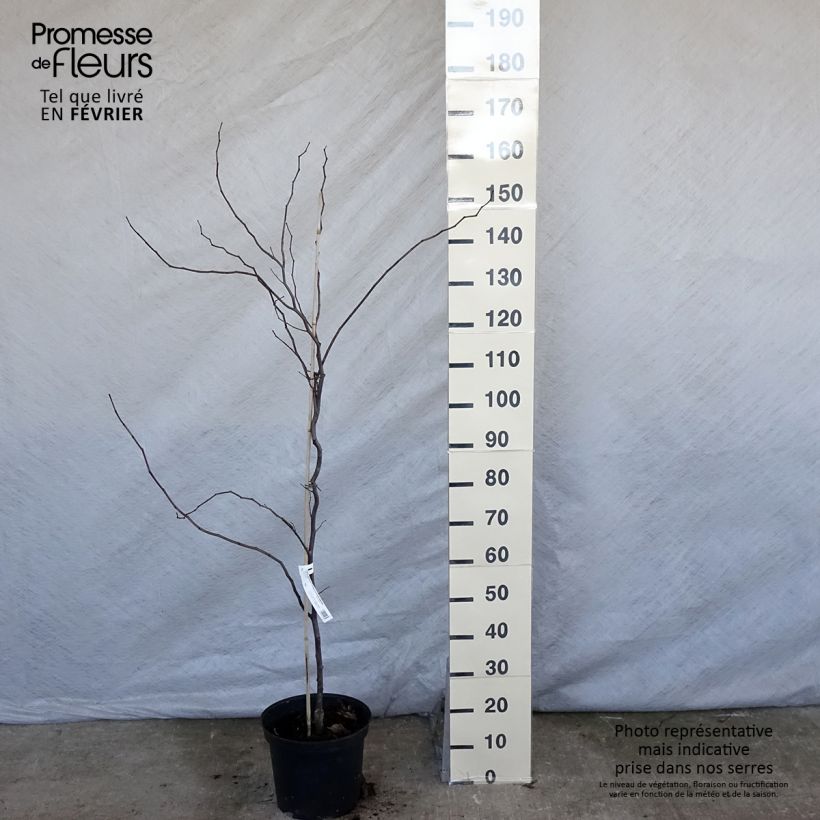 Cercis canadensis Carolina Sweetheart - Albero di Giuda Vaso da 6L/7L esemplare consegnato in inverno