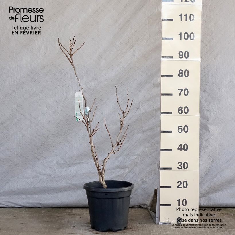 Cercis chinensis Avondale - Albero di Giuda cinese Vaso da 7,5L/10L esemplare consegnato in inverno