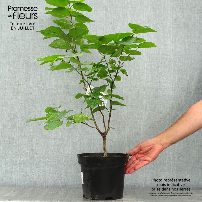 Esemplare di Cercis chinensis Avondale - Albero di Giuda cinese Vaso da 4L/5L consegnato in estate