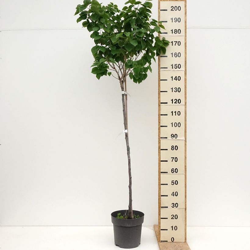 Cercis chinensis Don Egolf - Albero di Giuda cinese Vaso da 12L/15L esemplare consegnato in primavera