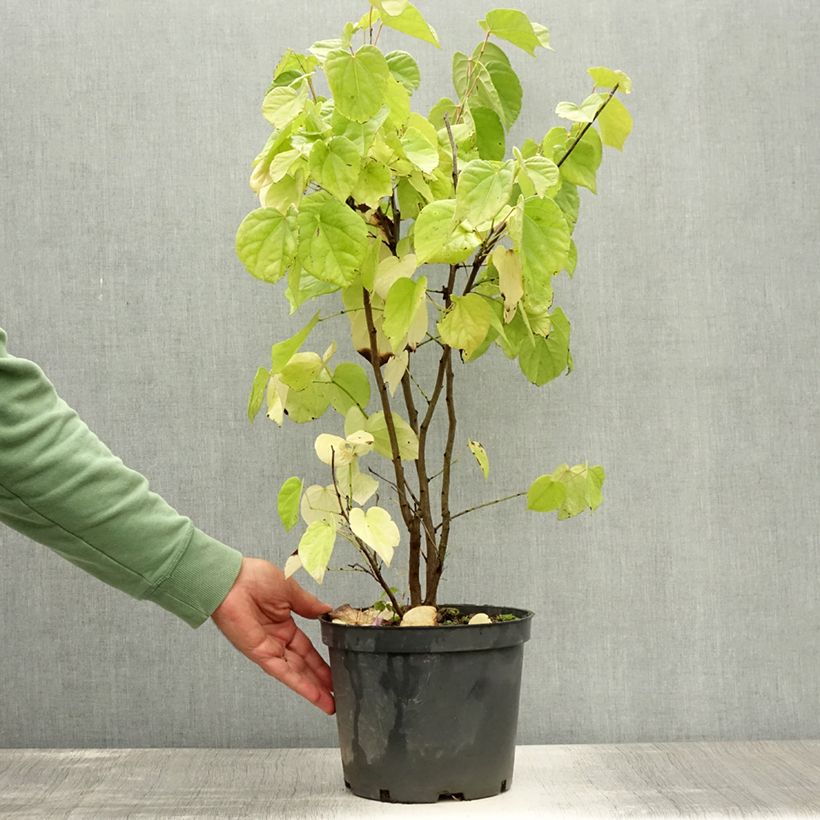 Esemplare di Cercis chinensis Shirobana - Albero di Giuda cinese Vaso da 4L/5L consegnato in estate