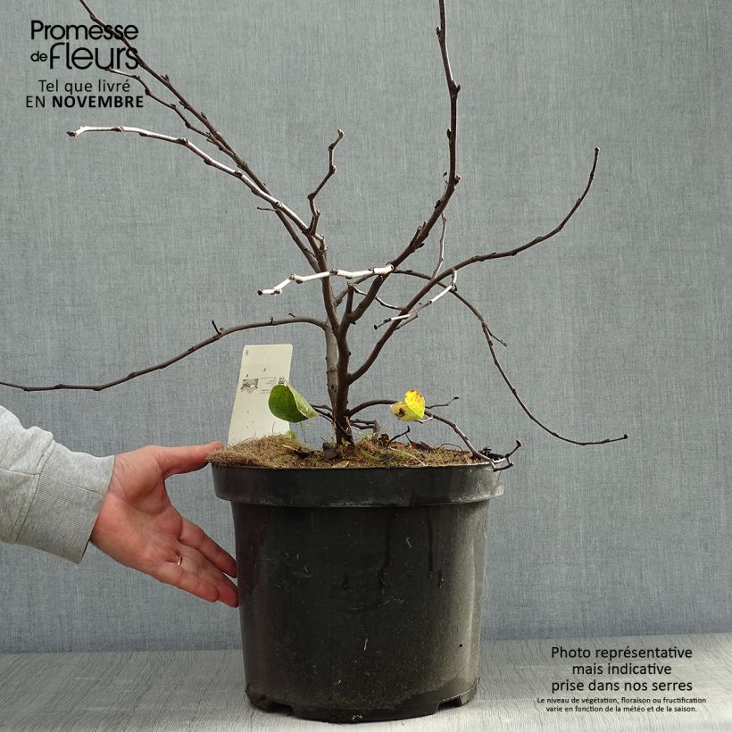 Esemplare di Cercis siliquastrum - Albero di Giuda Vaso da 7,5L/10L come consegnato in autunno