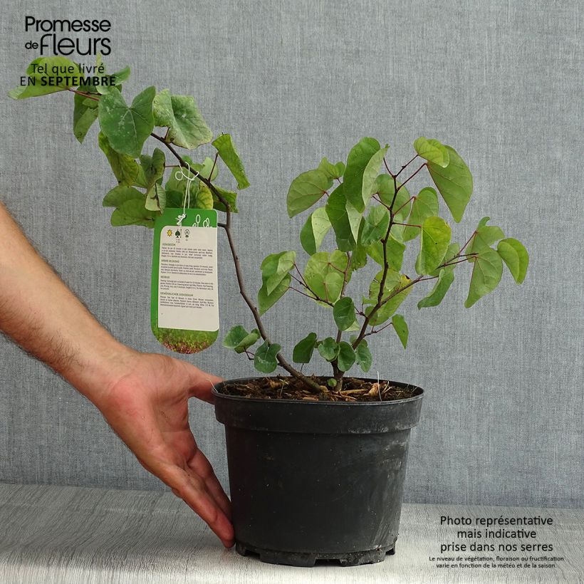 Esemplare di Cercis siliquastrum - Albero di Giuda Vaso da 3L/4L consegnato in estate