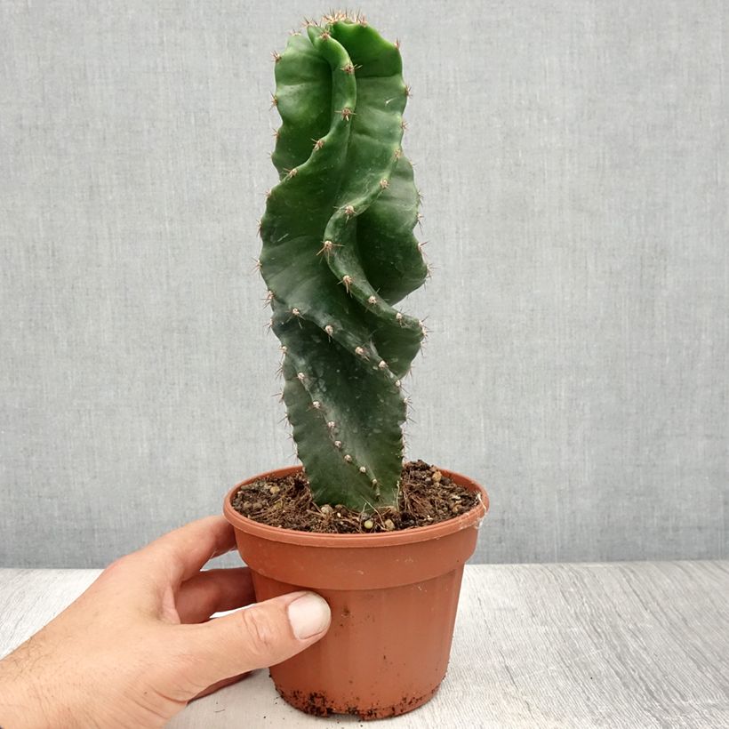 Esemplare di Cereus forbesii Spiralis Pot de 13 cm consegnato in estate
