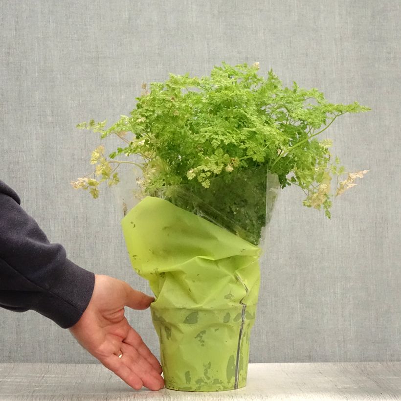 Esemplare di Cerfoglio comune (piante) Vaso da 1,5L/2L consegnato in estate