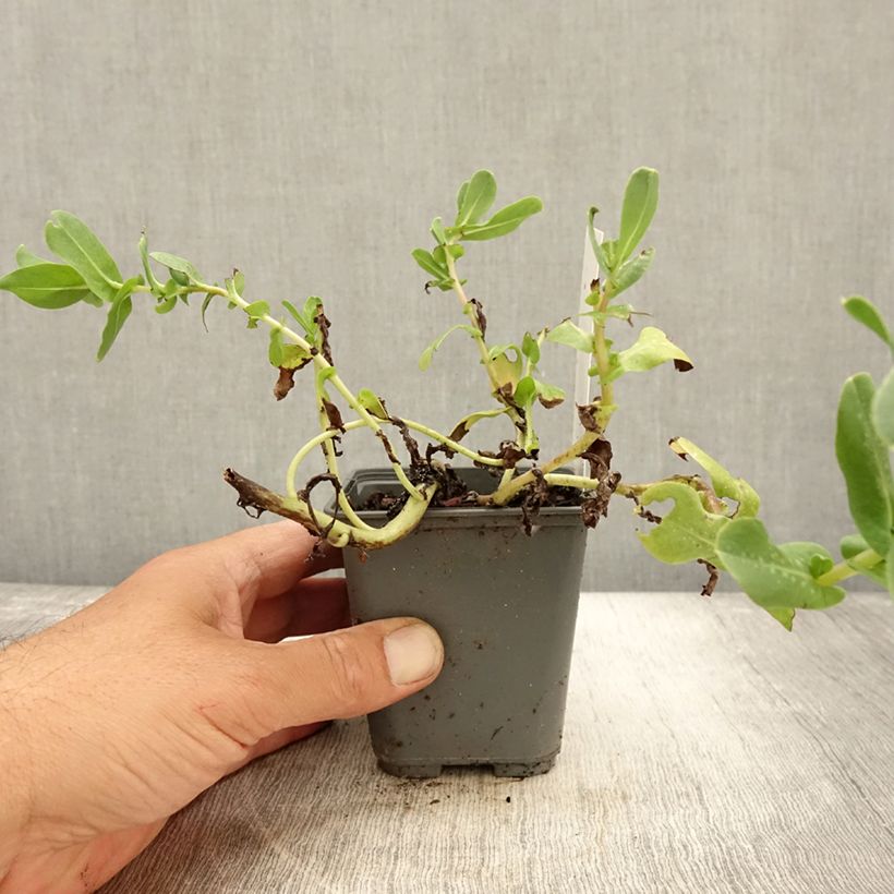 Esemplare di Cerinthe glabra - Cérinthe glabre Godet de 8/9 cm come consegnato in autunno