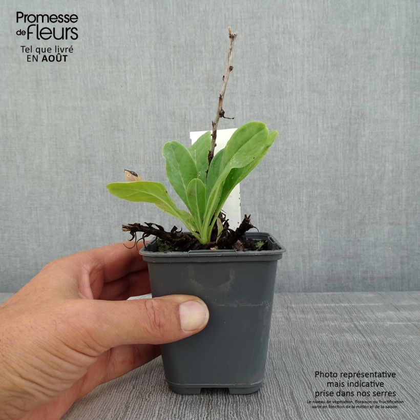 Esemplare di Cerinthe glabra - Erba-vajola alpina Vasetto da 8/9 cm consegnato in estate