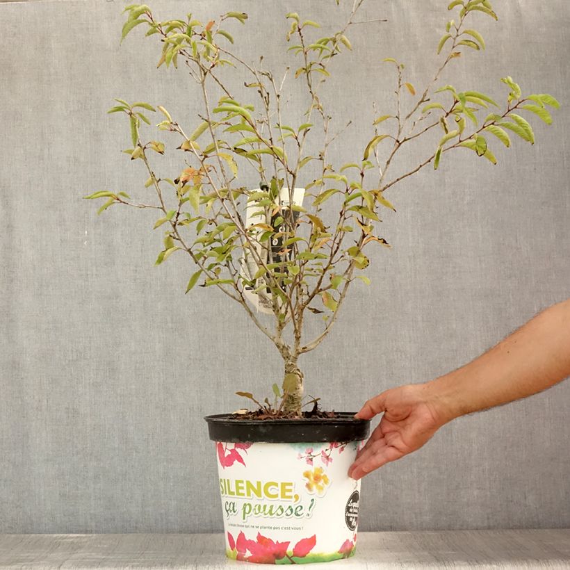 Esemplare di Prunus Autumnalis Rosea - Ciliegio da fiore Vaso da 7,5L/10L consegnato in estate