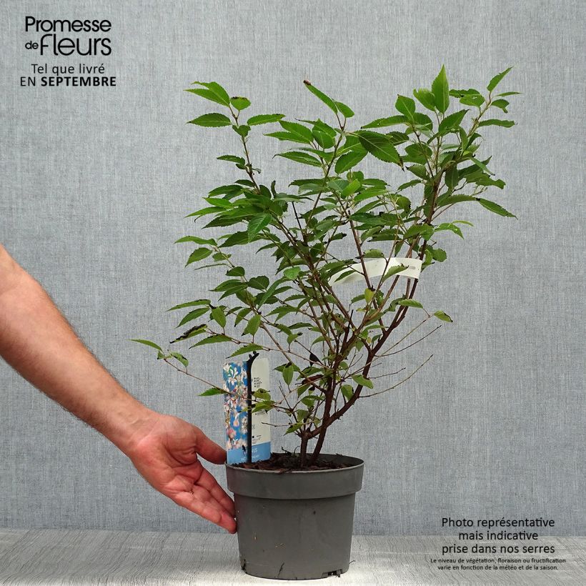 Esemplare di Prunus incisa Paean - Ciliegio da fiore Vaso da 2L/3L come consegnato in autunno