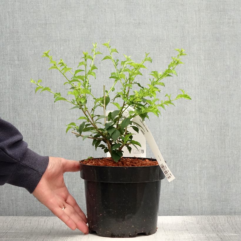 Esemplare di Prunus incisa Yamadei - Ciliegio da fiore Vaso da 2L/3L consegnato in estate