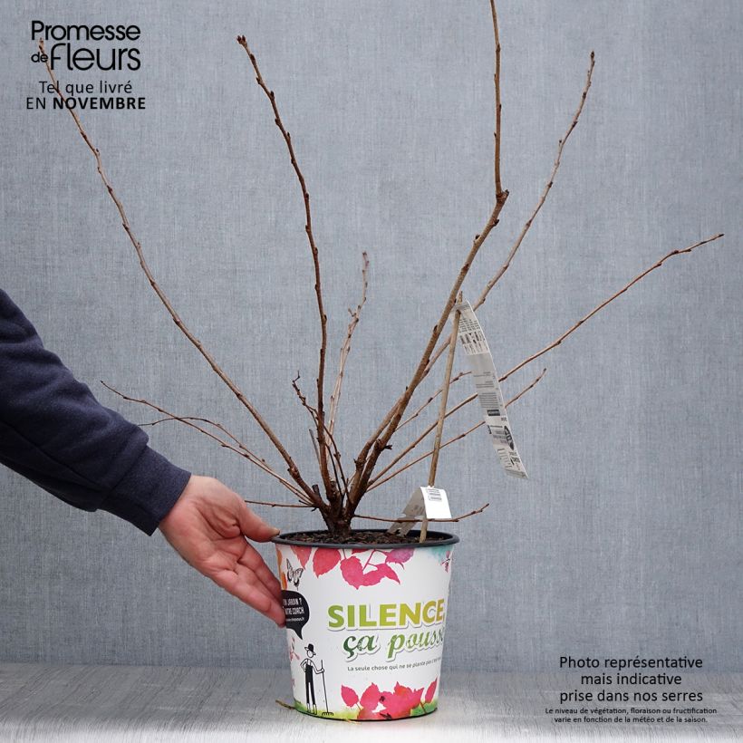 Esemplare di Prunus Accolade - Ciliegio da fiore Vaso da 4L/5L come consegnato in autunno