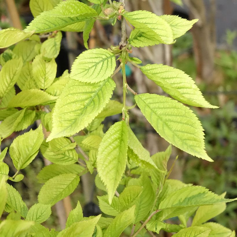 Prunus incisa Frilly Frock - Ciliegio da fiore (Fogliame)