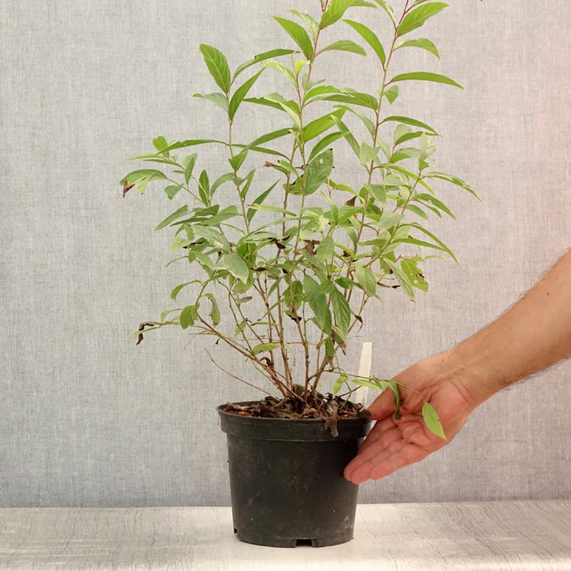 Esemplare di Prunus glandulosa Rosea Plena - Ciliegio da fiore Vaso da 3L/4L consegnato in estate