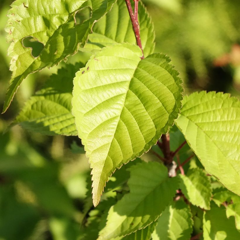 Prunus hillieri Spire - Ciliegio da fiore (Fogliame)
