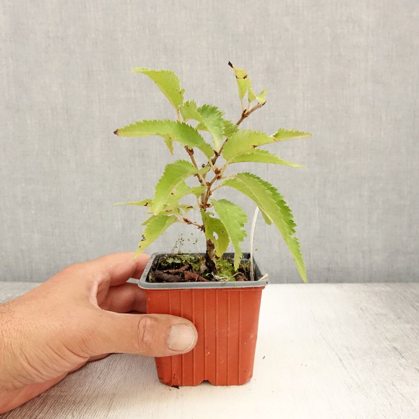 Esemplare di Prunus nipponica var. kurilensis Brillant - Ciliegio da fiore Vasetto da 8/9 cm consegnato in estate