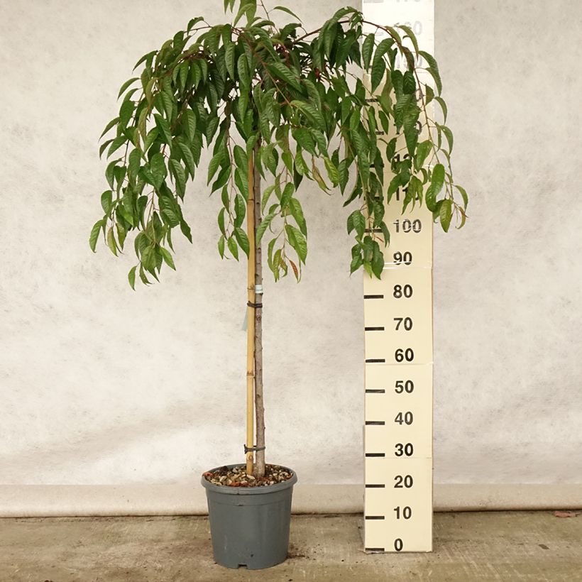 Esemplare di Prunus serrulata Kiku-Shidare-Zakura - Ciliegio da fiore Vaso da 7,5L/10L consegnato in estate