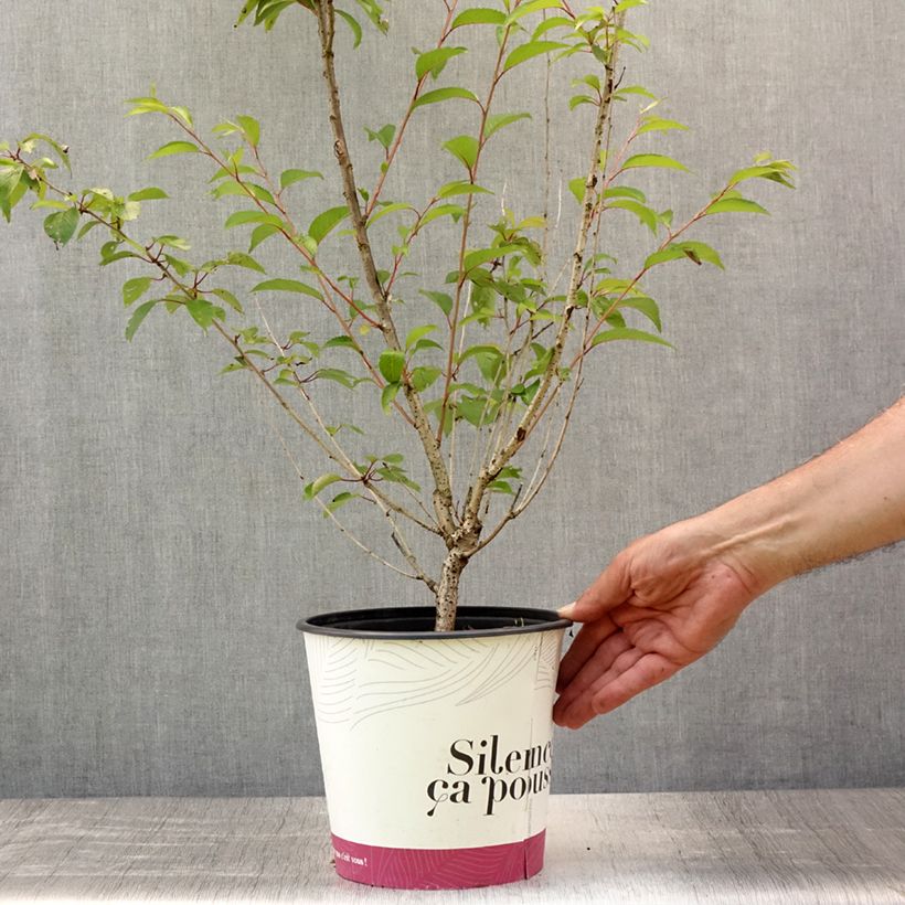 Esemplare di Prunus subhirtella Fukubana - Ciliegio da fiore Vaso da 4L/5L consegnato in estate