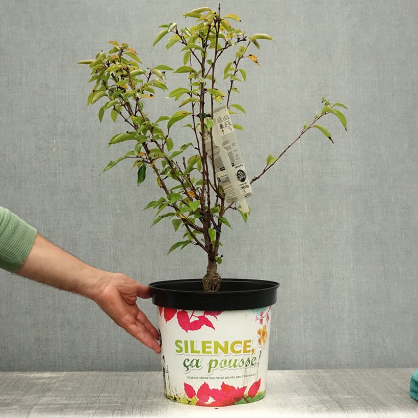 Esemplare di Prunus subhirtella Fukubana - Ciliegio da fiore Vaso da 7,5L/10L consegnato in estate