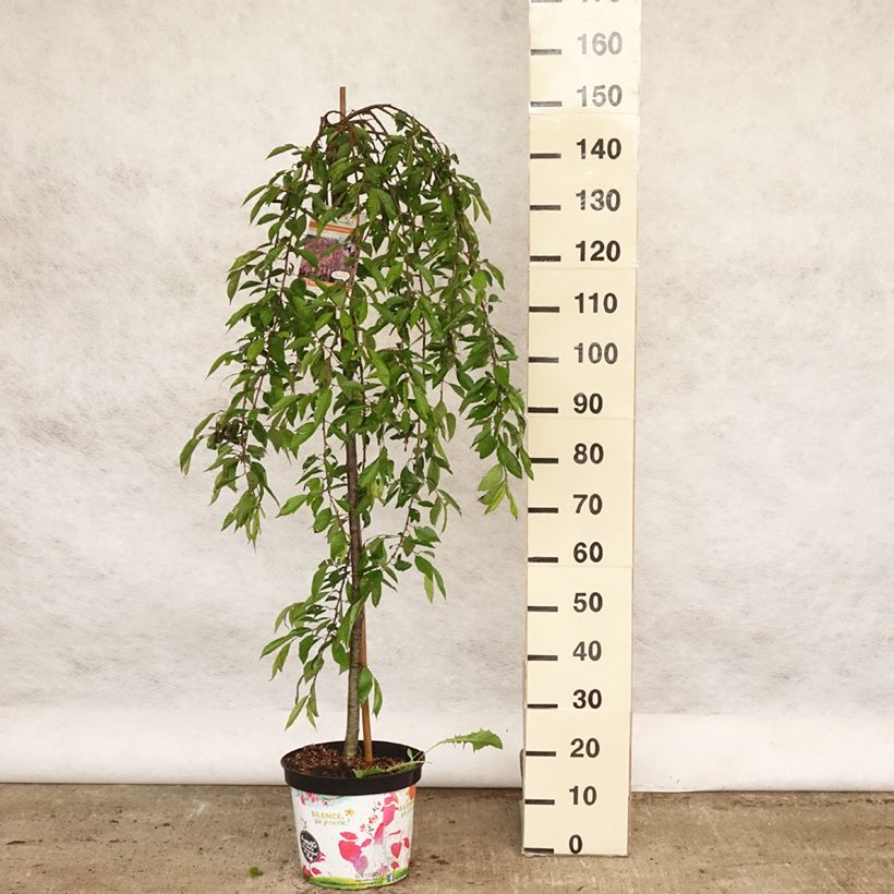Prunus subhirtella Pendula Rubra - Ciliegio da fiore Vaso da 7,5L/10L esemplare consegnato in primavera