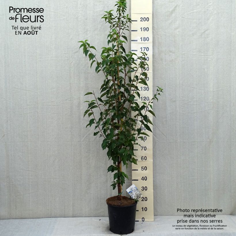 Esemplare di Prunus Umineko - Ciliegio da fiore Vaso da 12L/15L consegnato in estate