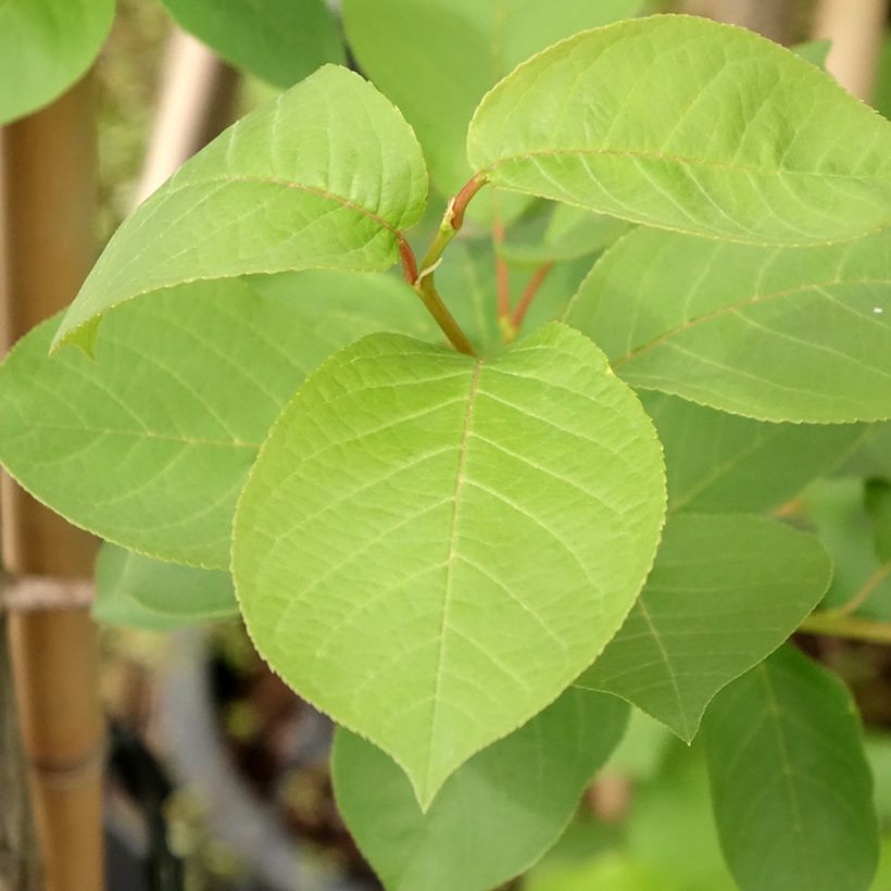 Prunus virginiana Canada Red (Fogliame)
