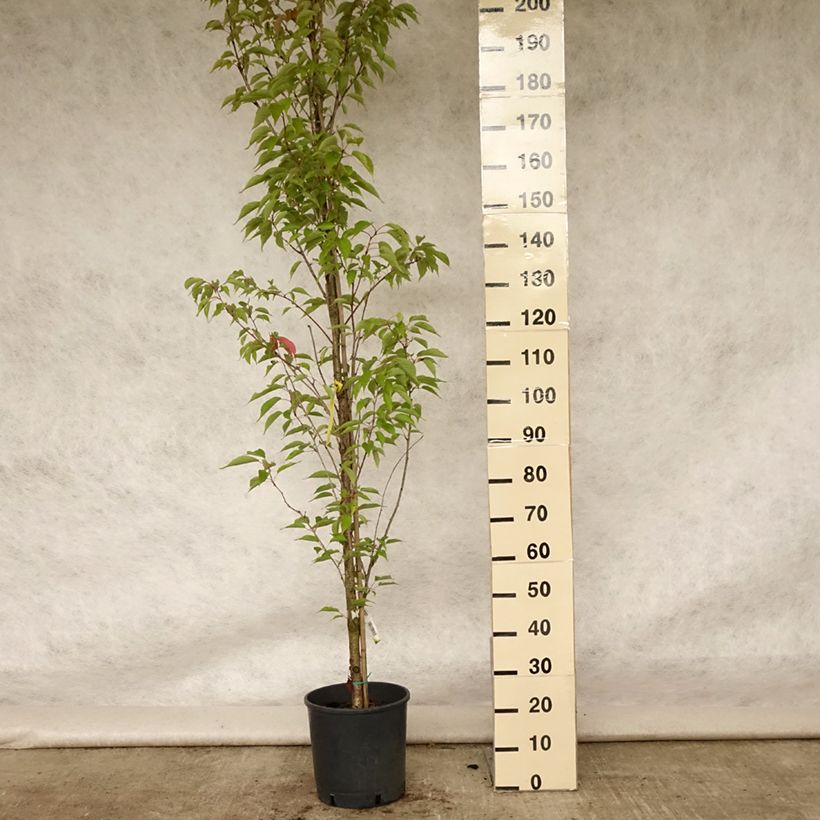 Esemplare di Prunus serrulata Sunset Boulevard - Ciliegio da fiore Vaso da 12L/15L consegnato in estate