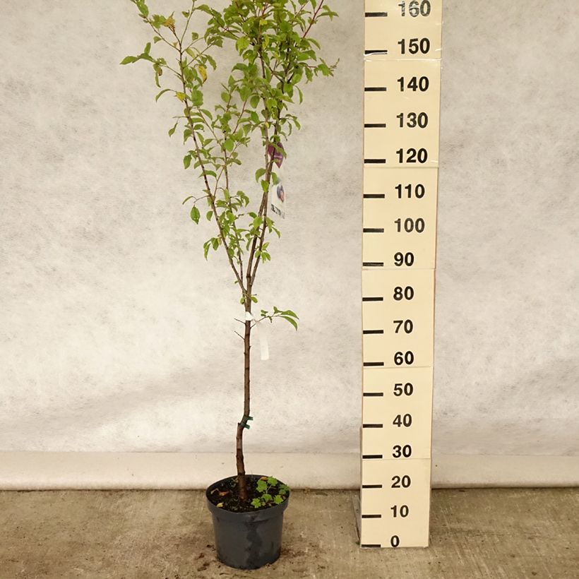 Esemplare di Ciliegio Burlat Vaso da 7,5L/10L, Vasetto consegnato in estate